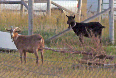 Grumpy's Goat Shack, Victor