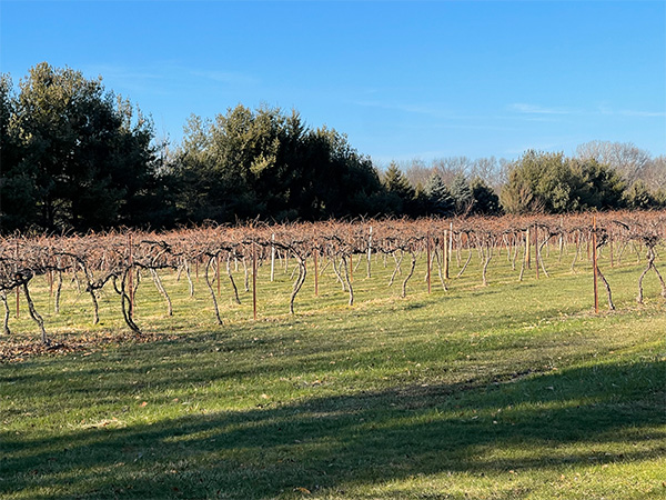 Bent Tree Tasting Room at Old Mill Vineyard, Metamora