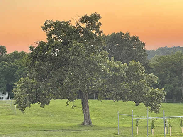 Clad & Cordon Vineyard, Creal Springs