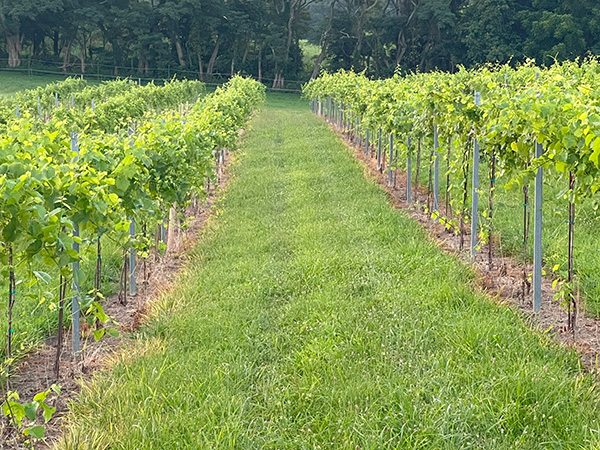 Clad & Cordon Vineyard, Creal Springs